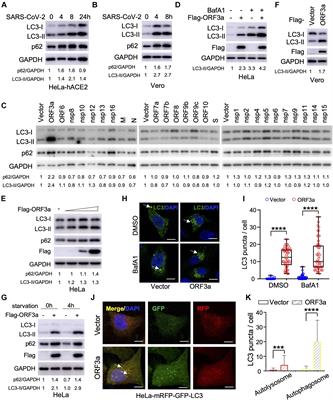 ORF3a-Mediated Incomplete Autophagy Facilitates Severe Acute Respiratory Syndrome Coronavirus-2 Replication